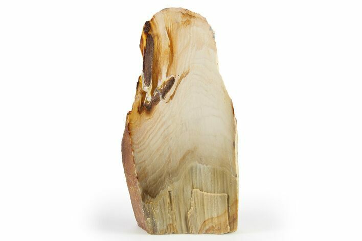 Polished, Petrified Wood (Metasequoia) Stand Up - Oregon #263505